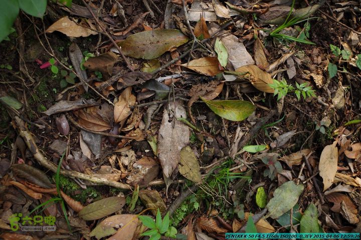 20150406-双河-葫芦顶（橄榄旋风俱乐部驴友户外）IMGP3046