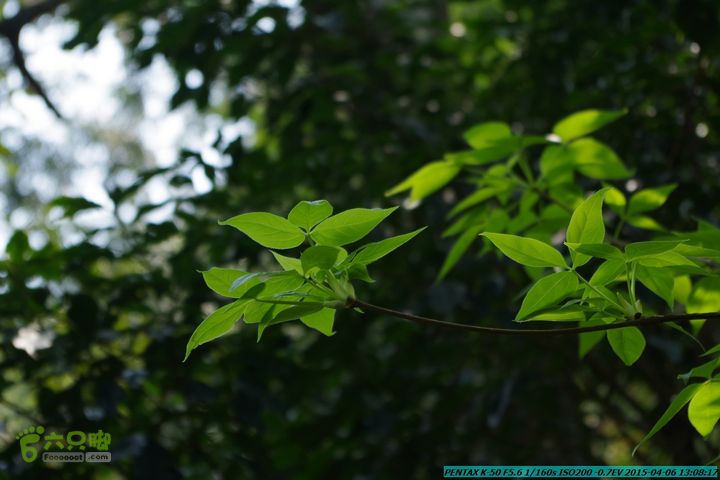 20150406-双河-葫芦顶（橄榄旋风俱乐部驴友户外）IMGP3065