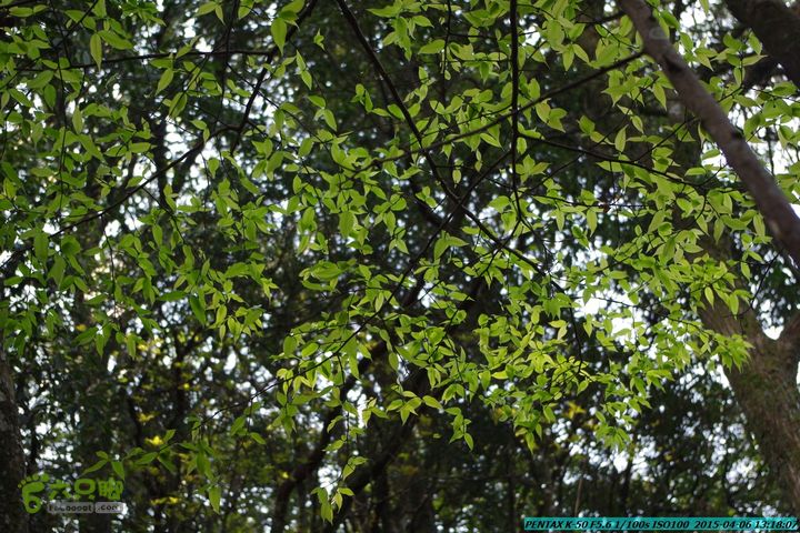 20150406-双河-葫芦顶（橄榄旋风俱乐部驴友户外）IMGP3084