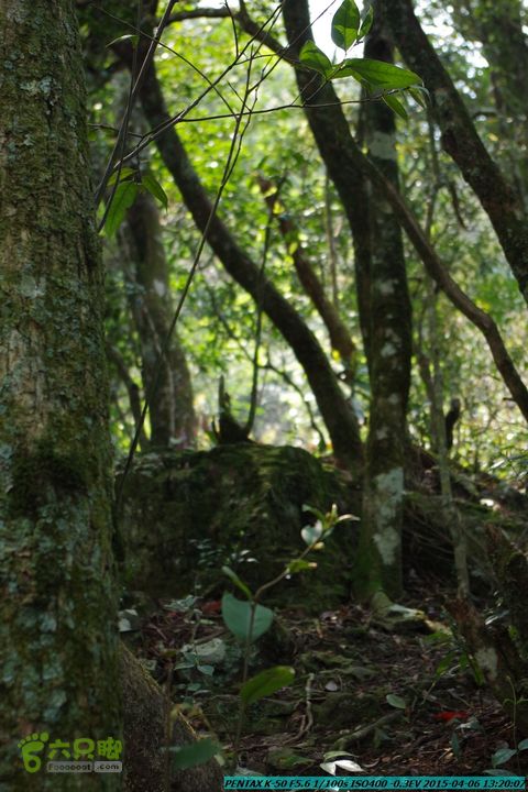 20150406-双河-葫芦顶（橄榄旋风俱乐部驴友户外）IMGP3088