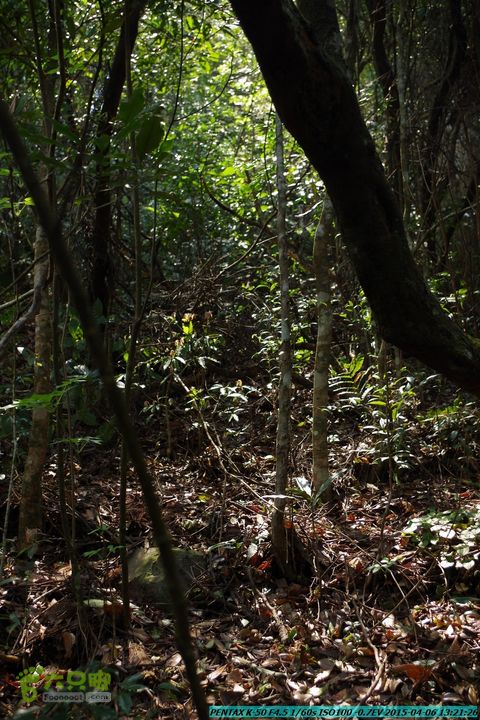 20150406-双河-葫芦顶（橄榄旋风俱乐部驴友户外）IMGP3090