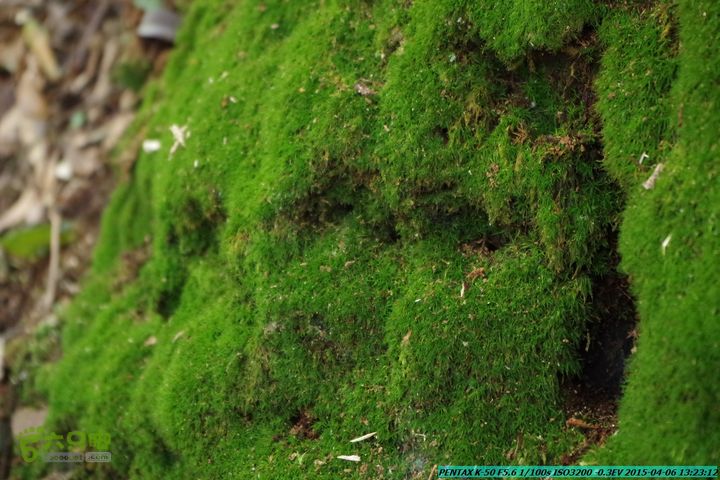 20150406-双河-葫芦顶（橄榄旋风俱乐部驴友户外）IMGP3096