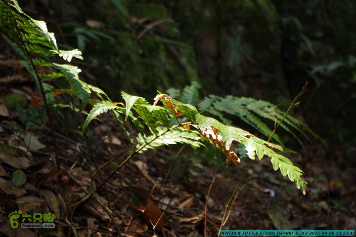 20150406-双河-葫芦顶（橄榄旋风俱乐部驴友户外）IMGP3099