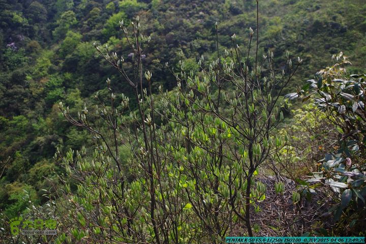 20150406-双河-葫芦顶（橄榄旋风俱乐部驴友户外）IMGP3130