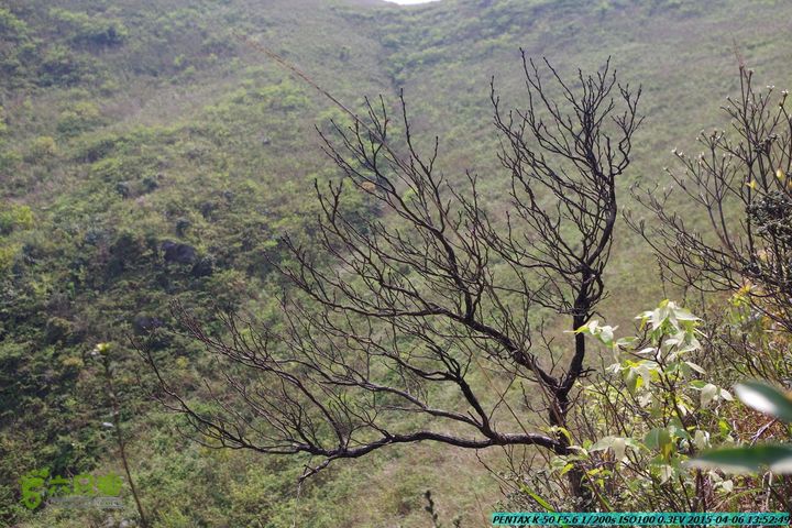 20150406-双河-葫芦顶（橄榄旋风俱乐部驴友户外）IMGP3146