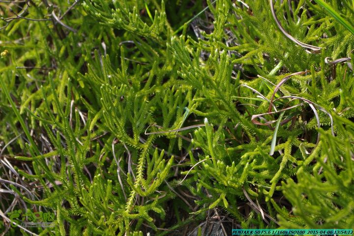 20150406-双河-葫芦顶（橄榄旋风俱乐部驴友户外）IMGP3147