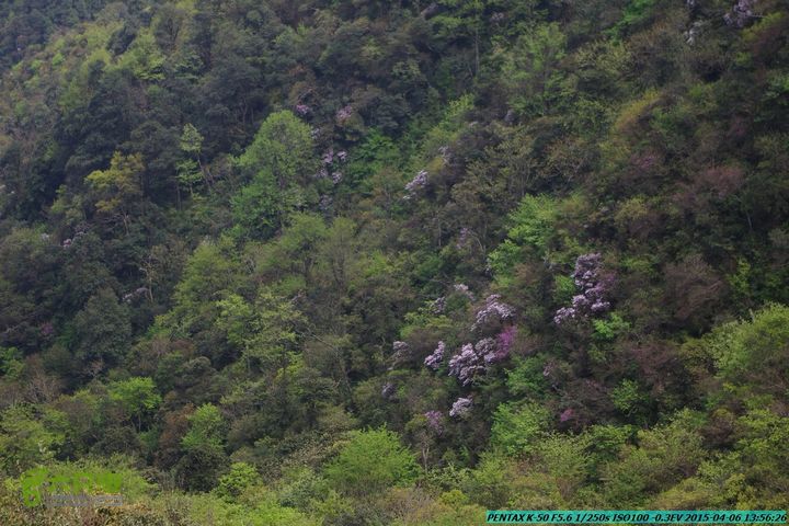 20150406-双河-葫芦顶（橄榄旋风俱乐部驴友户外）IMGP3160