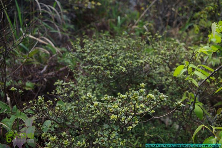 20150406-双河-葫芦顶（橄榄旋风俱乐部驴友户外）IMGP3174