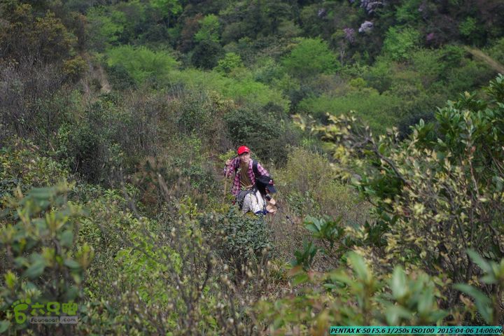 20150406-双河-葫芦顶（橄榄旋风俱乐部驴友户外）IMGP3178