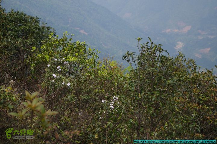 20150406-双河-葫芦顶（橄榄旋风俱乐部驴友户外）IMGP3183