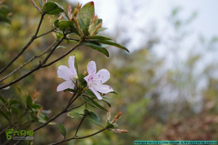 20150406-双河-葫芦顶（橄榄旋风俱乐部驴友户外）IMGP3188