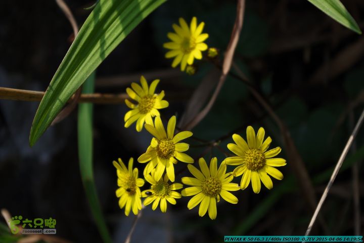 20150406-双河-葫芦顶（橄榄旋风俱乐部驴友户外）IMGP3218