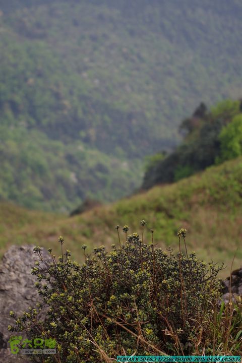 20150406-双河-葫芦顶（橄榄旋风俱乐部驴友户外）IMGP3289