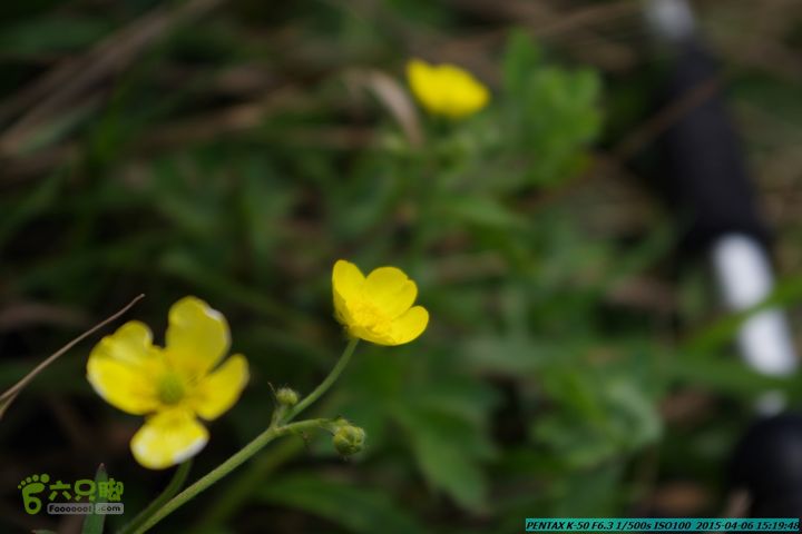 20150406-双河-葫芦顶（橄榄旋风俱乐部驴友户外）IMGP3382