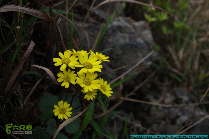 20150406-双河-葫芦顶（橄榄旋风俱乐部驴友户外）IMGP3442