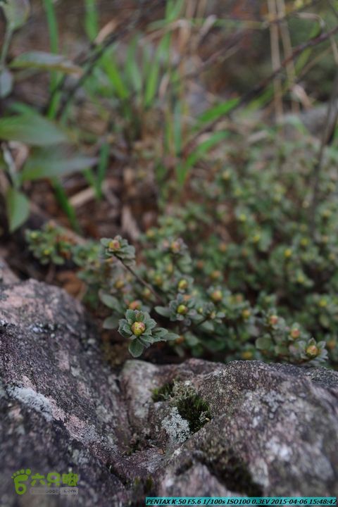 20150406-双河-葫芦顶（橄榄旋风俱乐部驴友户外）IMGP3451