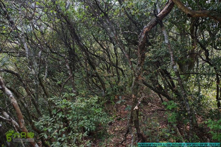 20150406-双河-葫芦顶（橄榄旋风俱乐部驴友户外）IMGP3475