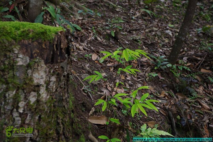 20150406-双河-葫芦顶（橄榄旋风俱乐部驴友户外）IMGP3490