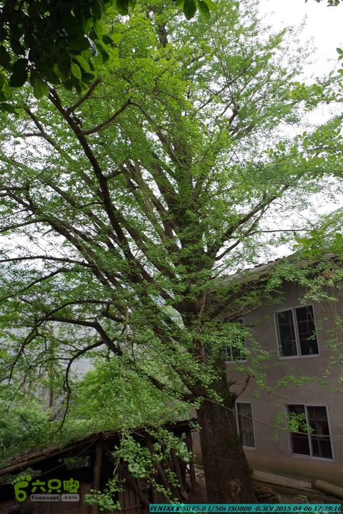 20150406-双河-葫芦顶（橄榄旋风俱乐部驴友户外）IMGP3538