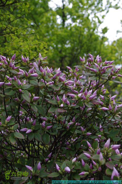 20150411(六只脚桂林同城会)-尧山南北峰穿越IMGP3777