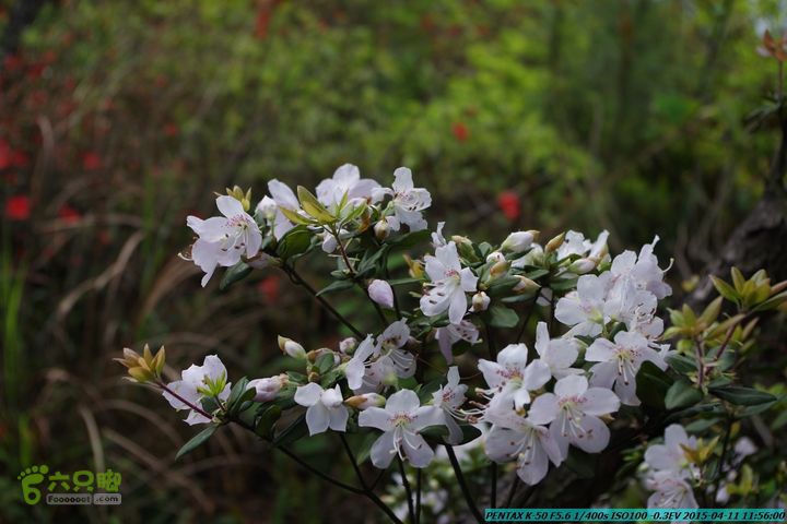 20150411(六只脚桂林同城会)-尧山南北峰穿越IMGP3828