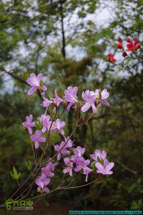 20150411(六只脚桂林同城会)-尧山南北峰穿越IMGP3854