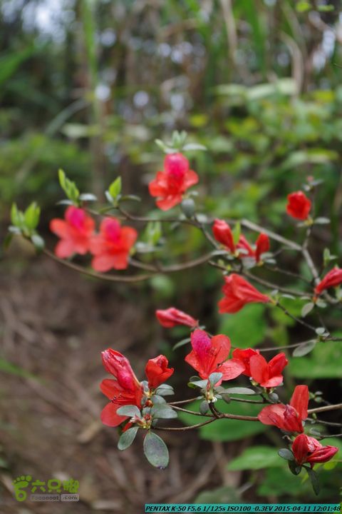 20150411(六只脚桂林同城会)-尧山南北峰穿越IMGP3864