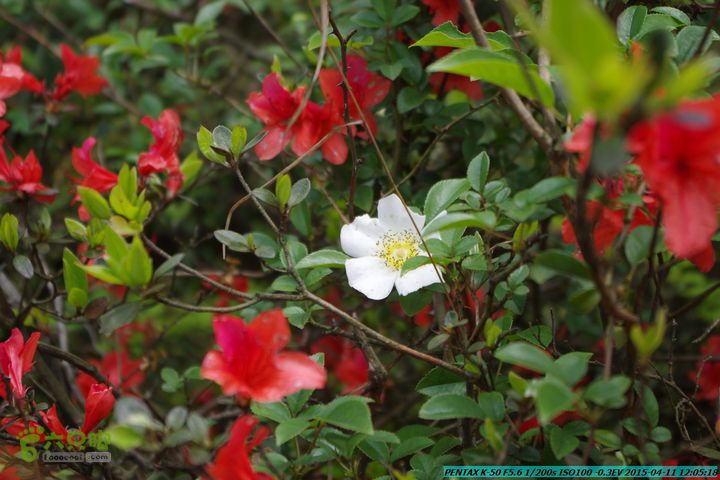 20150411(六只脚桂林同城会)-尧山南北峰穿越IMGP3894