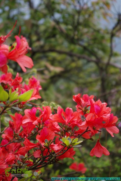 20150411(六只脚桂林同城会)-尧山南北峰穿越IMGP3897