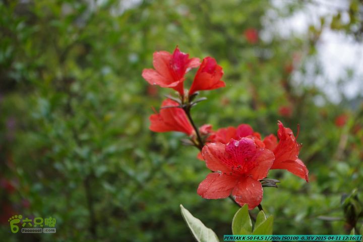 20150411(六只脚桂林同城会)-尧山南北峰穿越IMGP3936