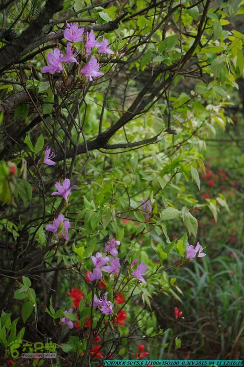 20150411(六只脚桂林同城会)-尧山南北峰穿越IMGP3939