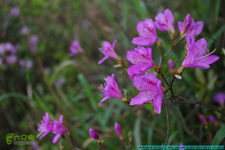 20150411(六只脚桂林同城会)-尧山南北峰穿越IMGP3948