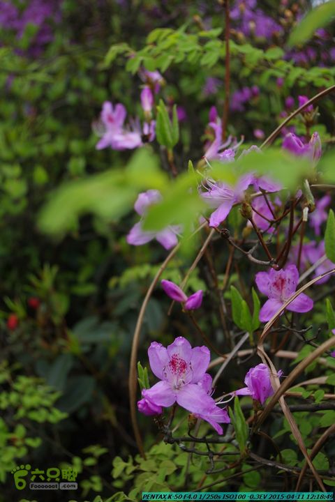 20150411(六只脚桂林同城会)-尧山南北峰穿越IMGP3951