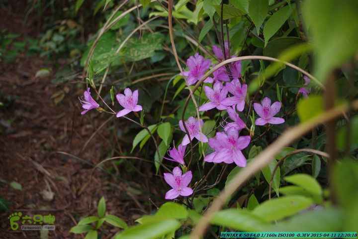 20150411(六只脚桂林同城会)-尧山南北峰穿越IMGP3960