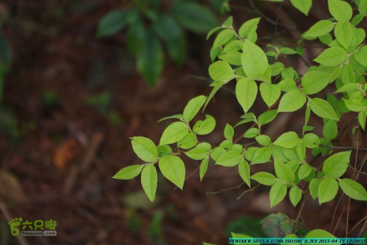 20150411(六只脚桂林同城会)-尧山南北峰穿越IMGP3966