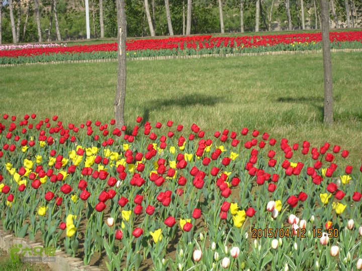 河南三门峡陕州公园   黄河公园 春季徒步赏花游园IMG_3216