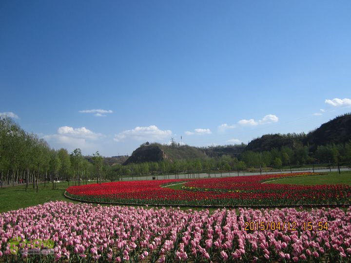 河南三门峡陕州公园   黄河公园 春季徒步赏花游园IMG_3233