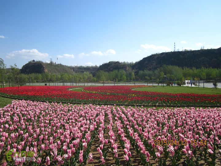 河南三门峡陕州公园   黄河公园 春季徒步赏花游园IMG_3235