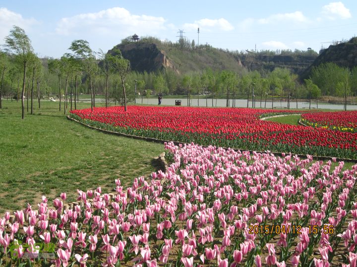 河南三门峡陕州公园   黄河公园 春季徒步赏花游园IMG_3239