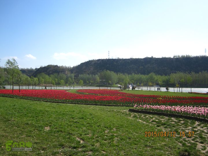 河南三门峡陕州公园   黄河公园 春季徒步赏花游园IMG_3245