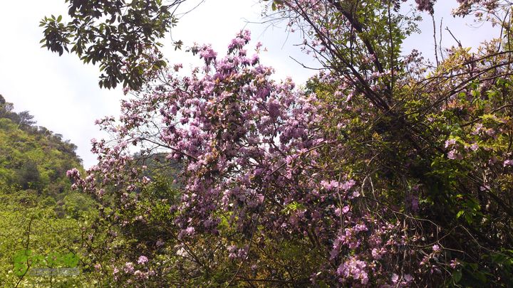 2015,04,14 葛竹村-潘家坑-茶厂里-桐盘-葛竹村26行程的7.7公里处