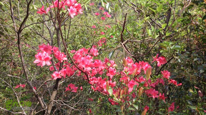 2015,04,14 葛竹村-潘家坑-茶厂里-桐盘-葛竹村31