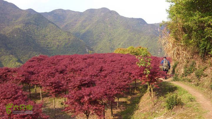 2015,04,14 葛竹村-潘家坑-茶厂里-桐盘-葛竹村42