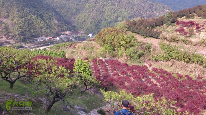 2015,04,14 葛竹村-潘家坑-茶厂里-桐盘-葛竹村43