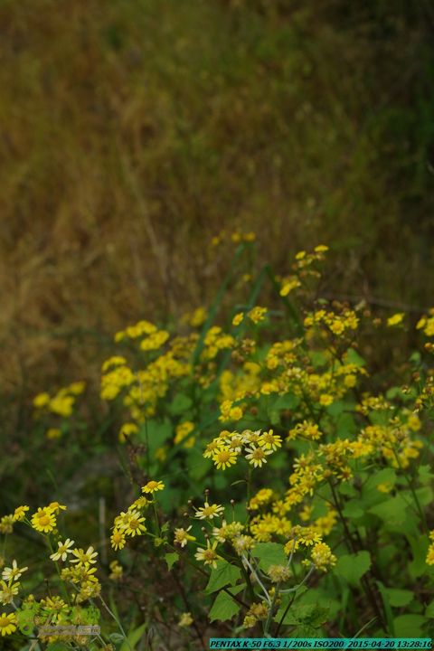 20150420(户外情缘)-龙胜-红军岩-周家-毛寨-细门IMGP5903