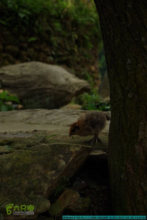 20150420(户外情缘)-龙胜-红军岩-周家-毛寨-细门IMGP5932