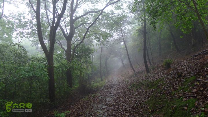 雁荡山狮子山五马尖筋竹涧雨后的山林