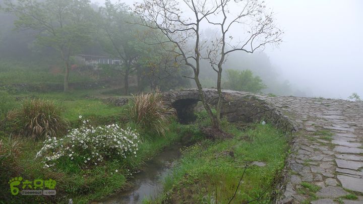 雁荡山狮子山五马尖筋竹涧桥边的野蔷薇
