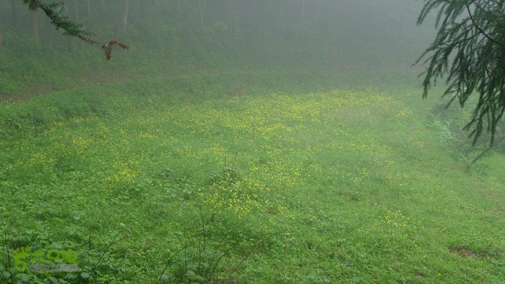 雁荡山狮子山五马尖筋竹涧遍野的小黄花，大概是毛茛