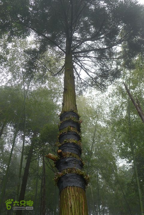 雁荡山狮子山五马尖筋竹涧绑在树上模拟野生种植环境的铁皮石斛
